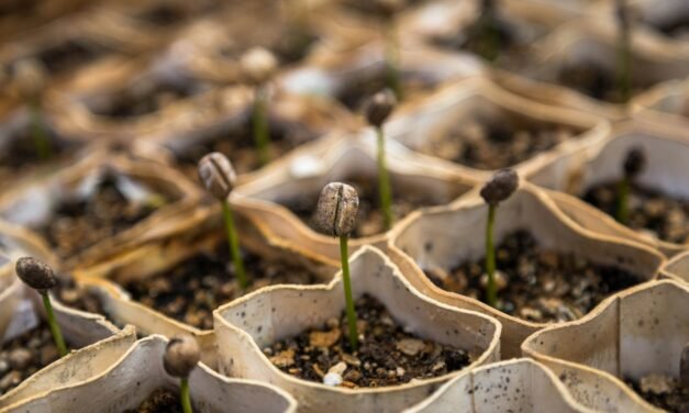 The Journey of Coffee: From Seed to Sip